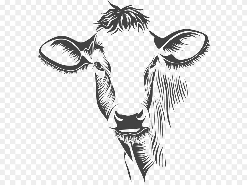 Cabeza Vaca Ganado Animales Granja Cow Face On Canvas, Person, Animal, Cattle, Livestock Free Png