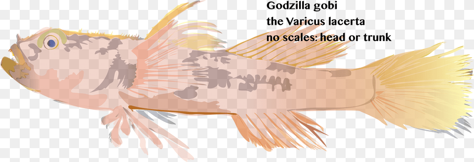 Cabezon Fish, Animal, Sea Life Free Transparent Png