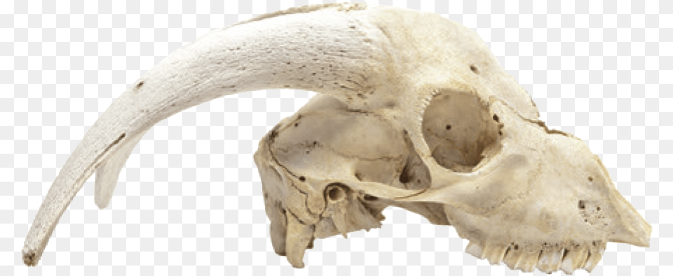 Cabinet Of Curiosities Dead Animal Skulls, Fish, Sea Life, Shark Free Png Download