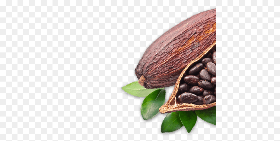 Cacao, Cocoa, Dessert, Food Png Image