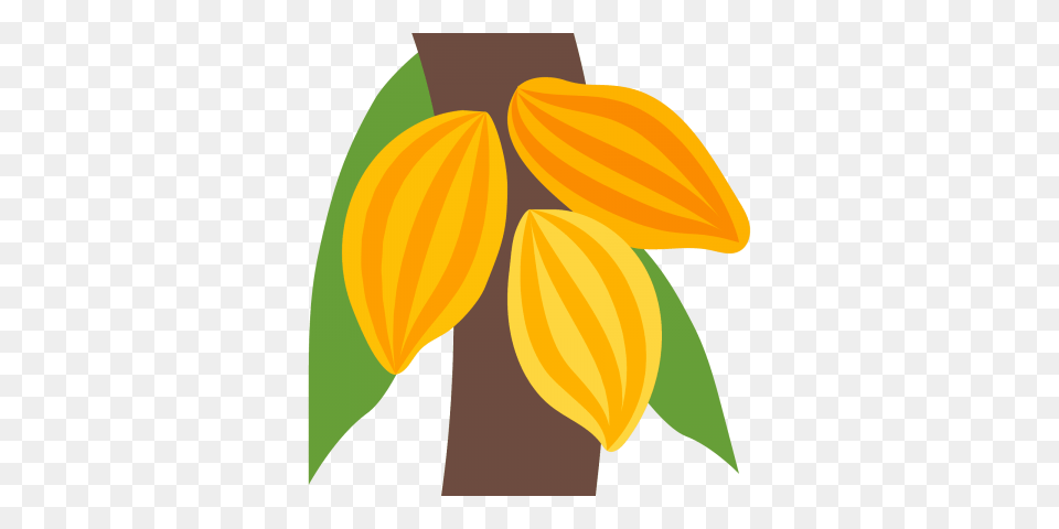 Cacao, Leaf, Plant, Flower, Food Free Png