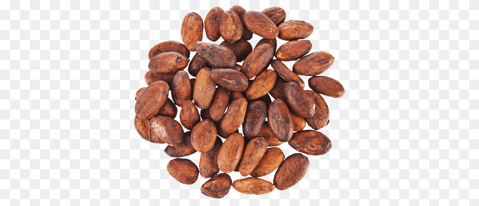 Cacao, Cocoa, Dessert, Food, Plant Free Transparent Png