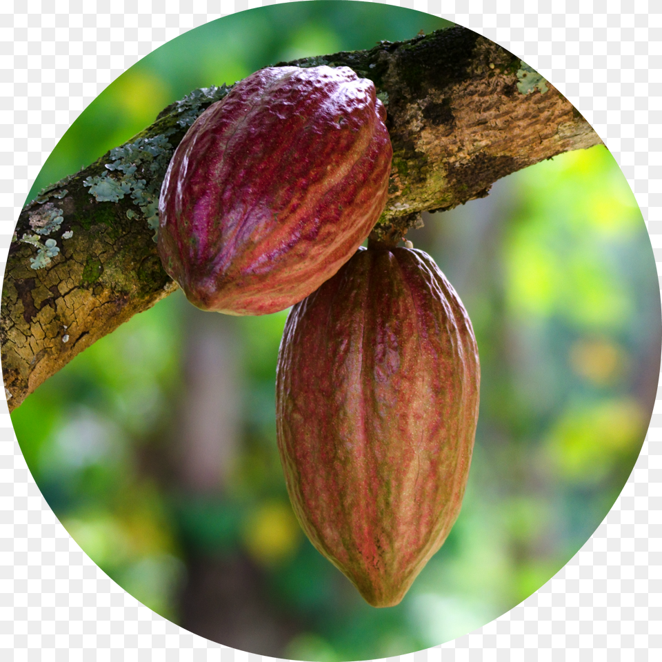 Cacao Free Transparent Png