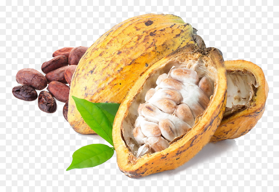 Cacao, Cocoa, Dessert, Food, Fungus Png