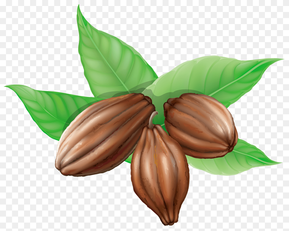 Cacao, Cocoa, Dessert, Food, Vegetable Png Image