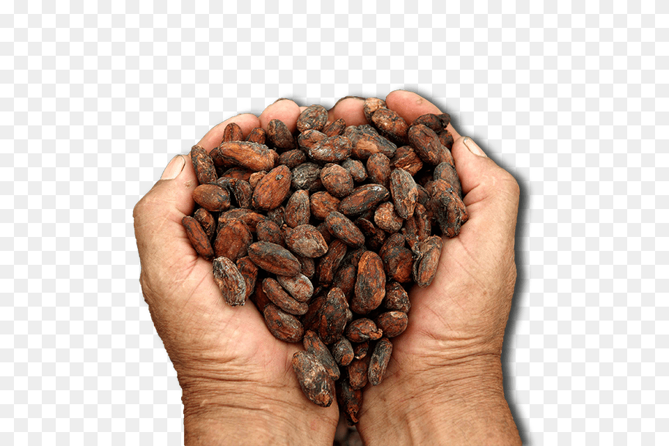 Cacao, Cocoa, Dessert, Food, Person Free Transparent Png
