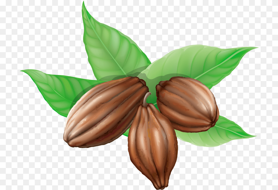 Cacao Bean Clipart, Cocoa, Dessert, Food, Seed Free Png Download