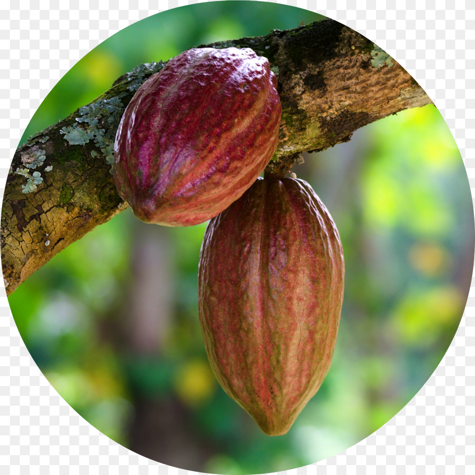 Cacao Cacau Free Transparent Png