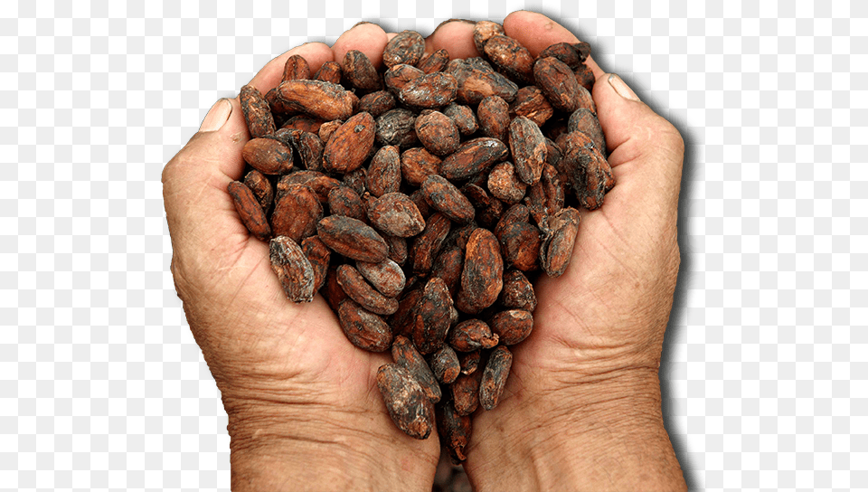 Cacao Cocoa Bean Origin, Dessert, Food, Person, Produce Png