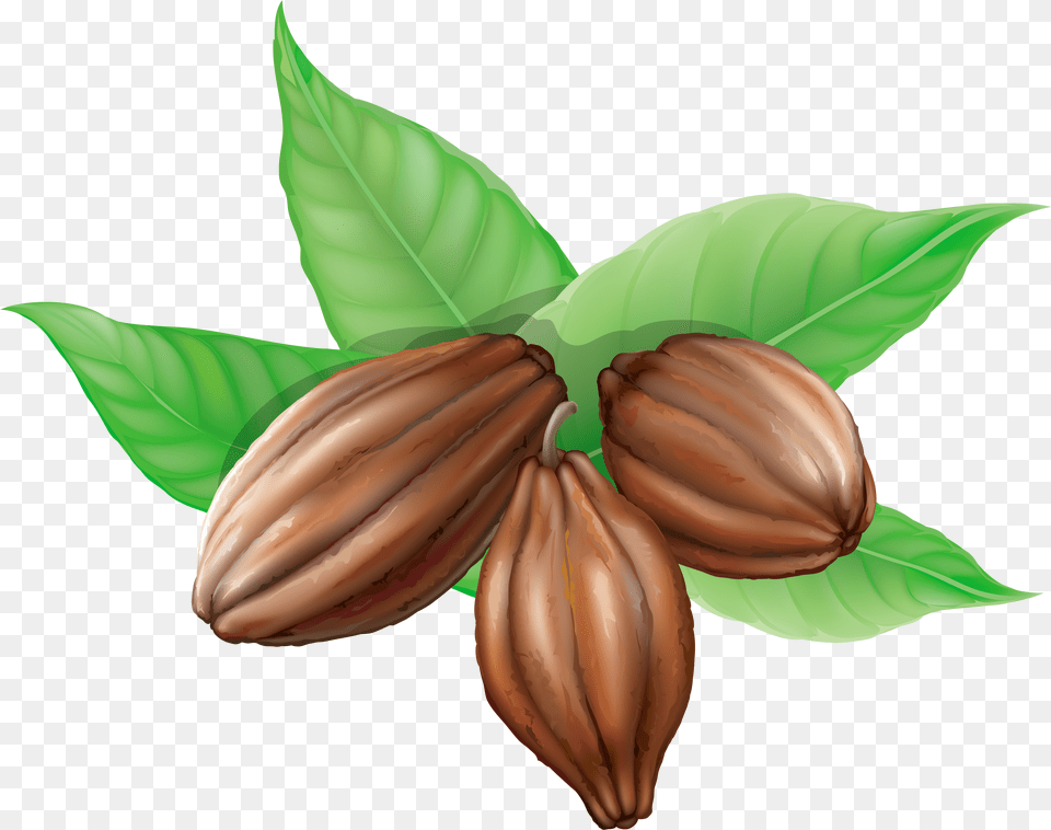 Cacao Cocoa Beans Clipart, Dessert, Food, Seed, Produce Png Image