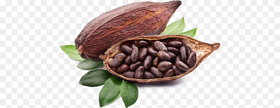 Cacao Cocoa Fruit, Dessert, Food, Produce Free Png