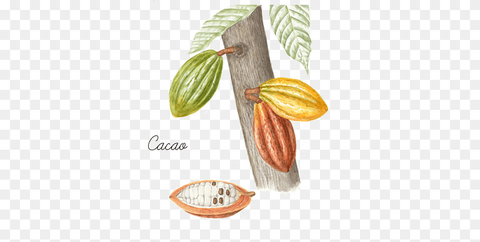 Cacao Diet Food, Cocoa, Dessert, Plant Png Image