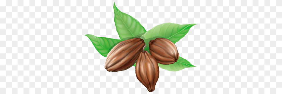 Cacao Dlpng, Cocoa, Dessert, Food, Vegetable Free Transparent Png