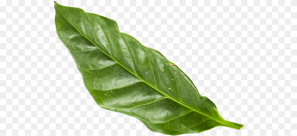 Cacao Foglia Leather, Leaf, Plant, Flower Png Image