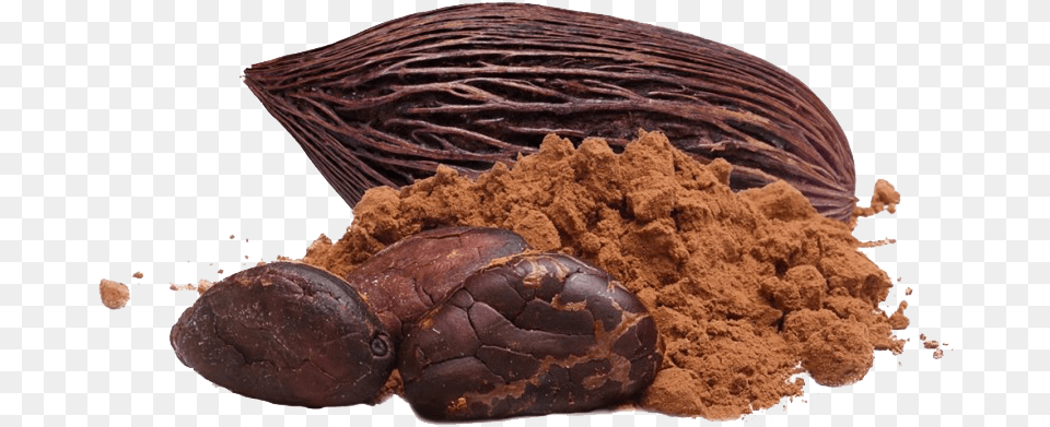 Cacao Transparent Images Cocoa, Dessert, Food, Animal, Reptile Free Png Download