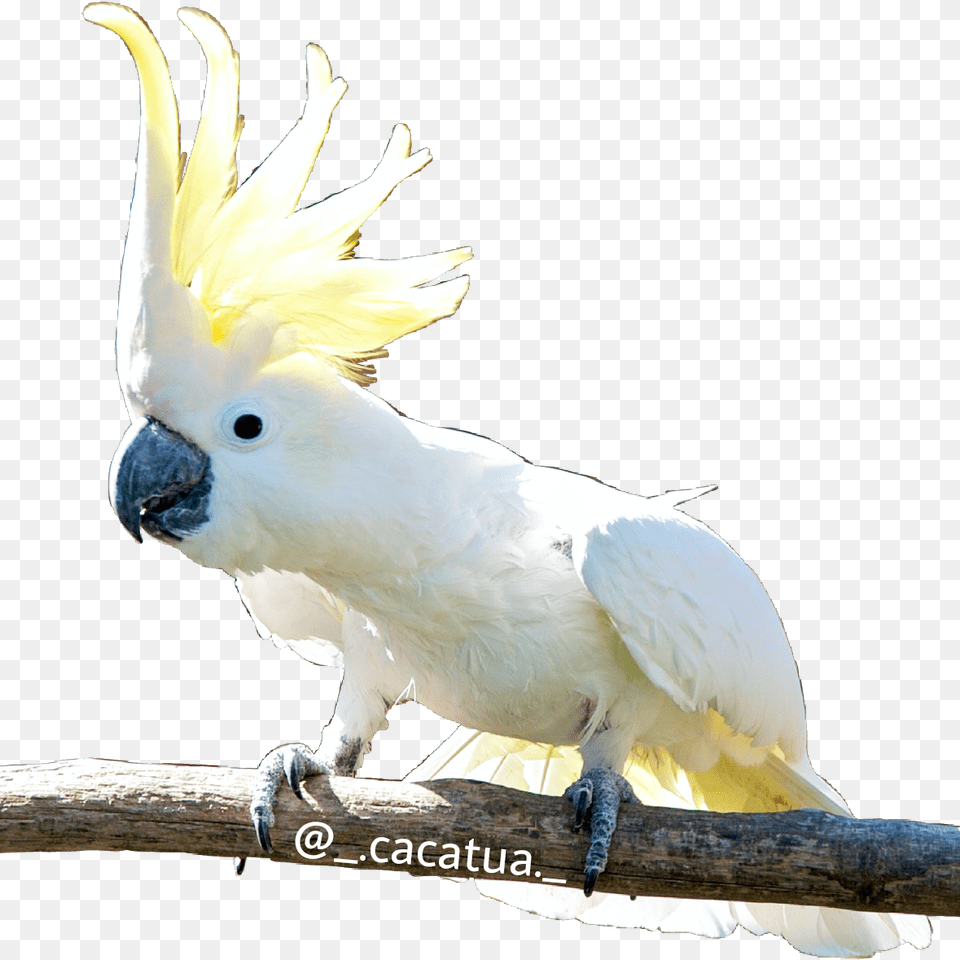 Cacatua Kktua Cacata Cockatoo Cacatos Kakadu Follow Rarest Parrot, Animal, Bird Png Image