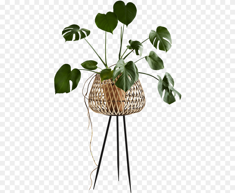 Cache Pot Sur Pied, Jar, Leaf, Plant, Planter Png