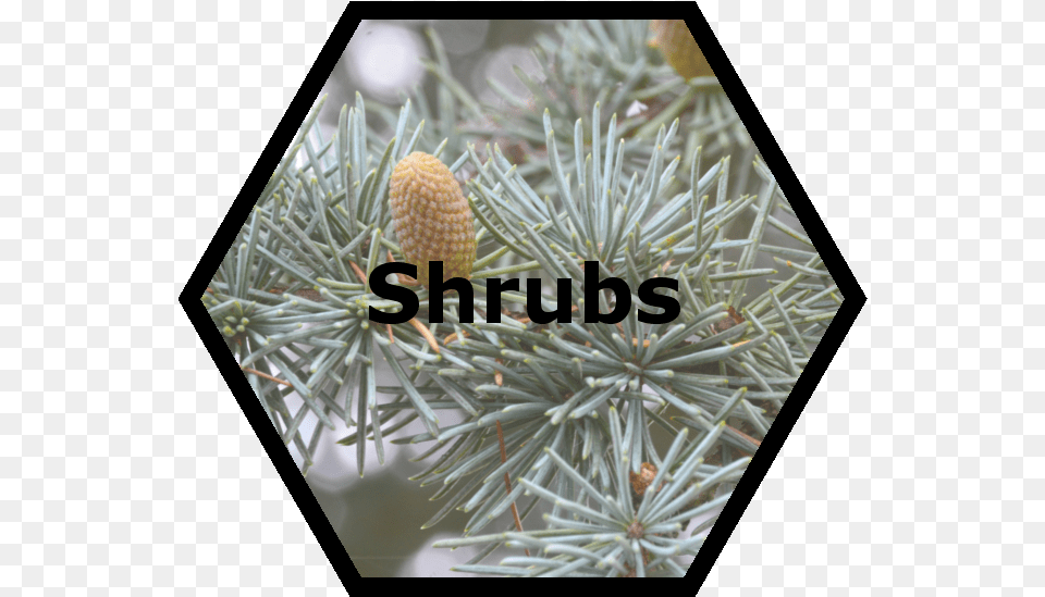 Cache Valley Nursery Shrubs Umbrella, Conifer, Plant, Tree, Fir Free Png