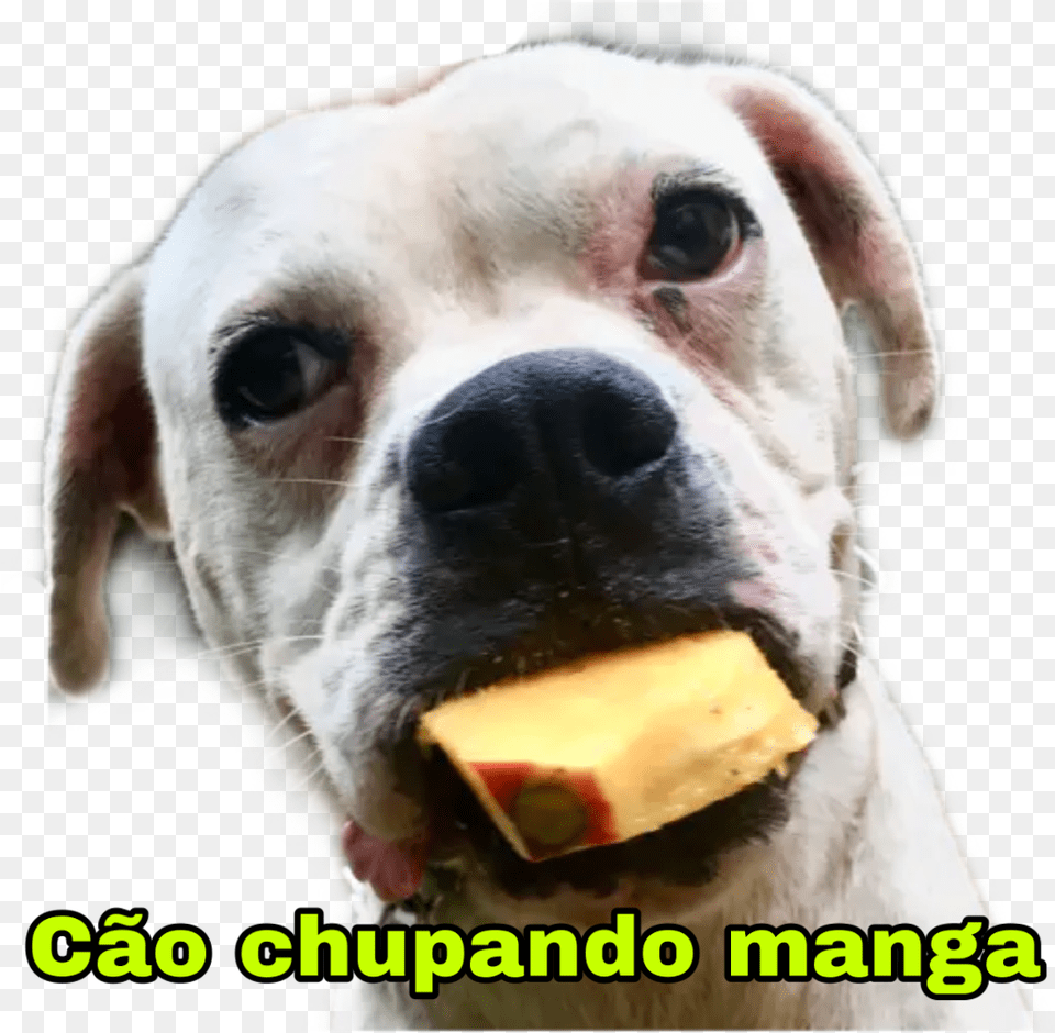 Cachorro Cao Boxer Filhote Caochupandomanga Puppy, Animal, Bulldog, Canine, Dog Free Png Download