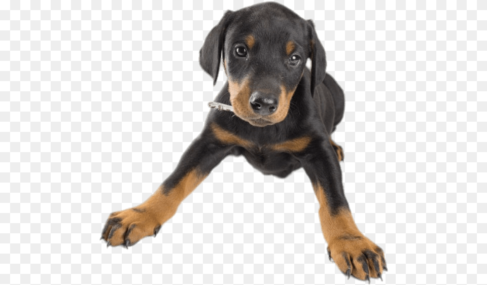 Cachorro De Doberman Transparente Doberman, Animal, Canine, Dog, Mammal Free Transparent Png