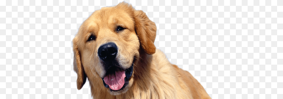 Cachorro Feliz Golden Retriever, Animal, Canine, Dog, Golden Retriever Free Png Download
