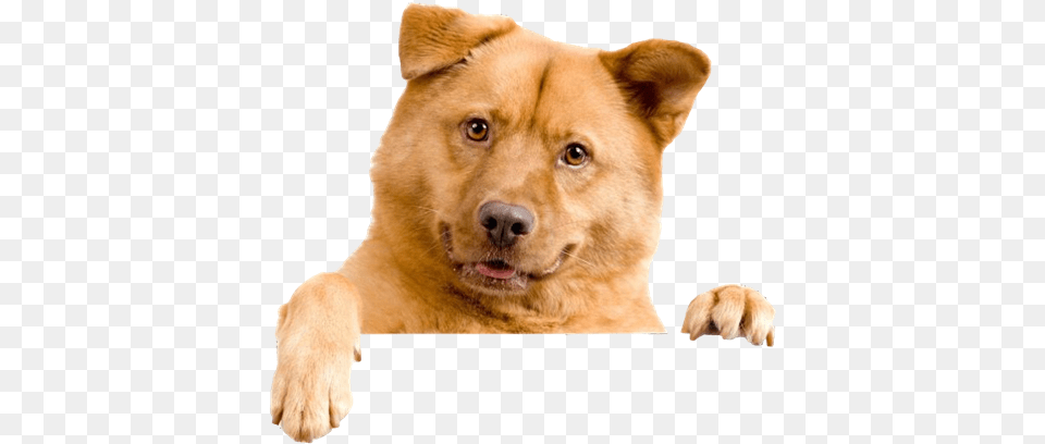 Cachorro Animal, Canine, Dog, Mammal Png Image