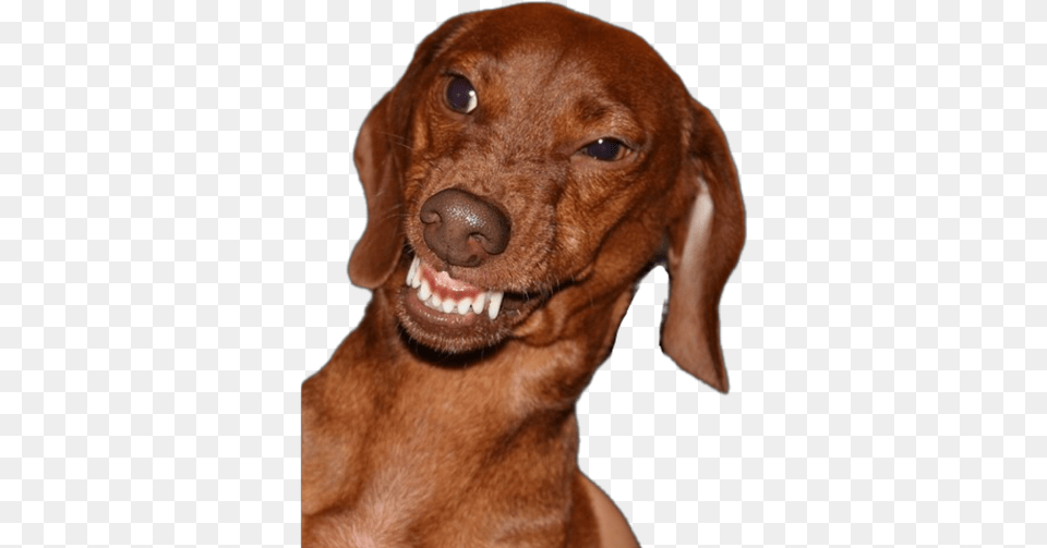 Cachorro Meme Angry Dachshund, Animal, Canine, Dog, Hound Png