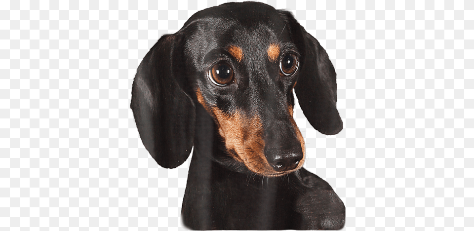 Cachorro Salsicha Preto, Animal, Canine, Dog, Hound Png Image