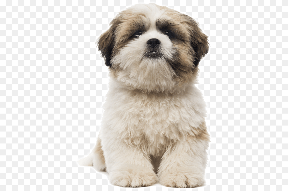 Cachorro Shih Tzu Como Cuidar Dog Grooming Shapes, Animal, Canine, Mammal, Pet Png Image