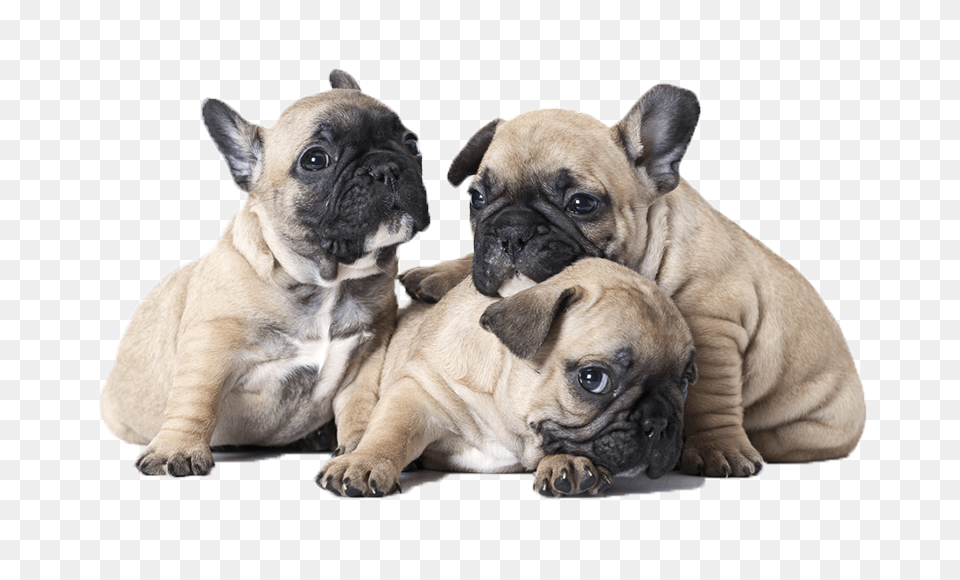 Cachorros Bulldog Frances French Bulldog One Month Puppy, Animal, Canine, Dog, French Bulldog Free Png Download