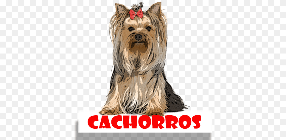 Cachorros Para Colorir Thomas Laboratories Bitch Pills 180ct Tablets, Animal, Canine, Dog, Mammal Free Png