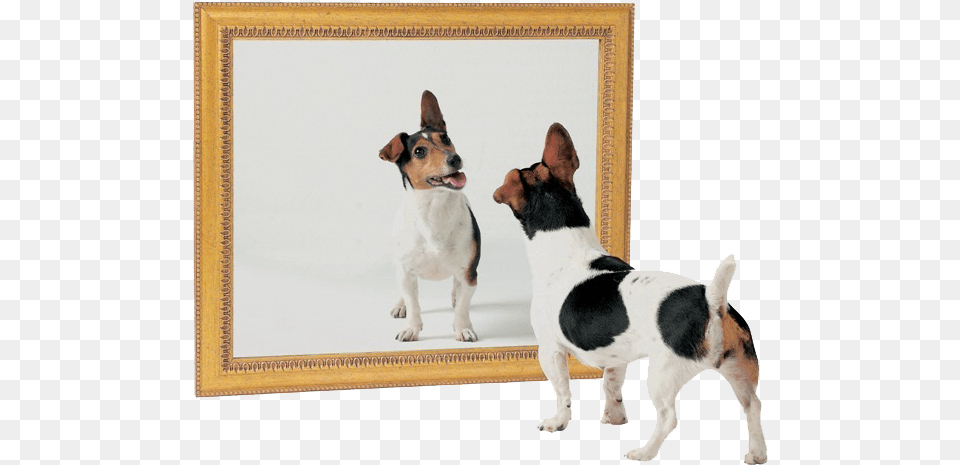 Cachorros Se Identificam Em Um Espelho Dog And Mirror, Animal, Canine, Mammal, Pet Png Image
