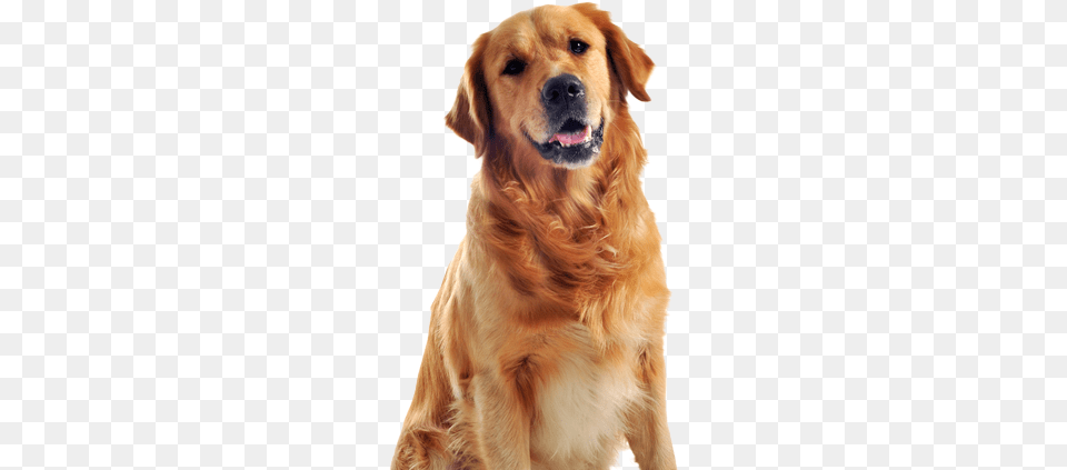 Cachorros Shiba Inu Mixed With Golden Retriever, Animal, Canine, Dog, Golden Retriever Free Transparent Png