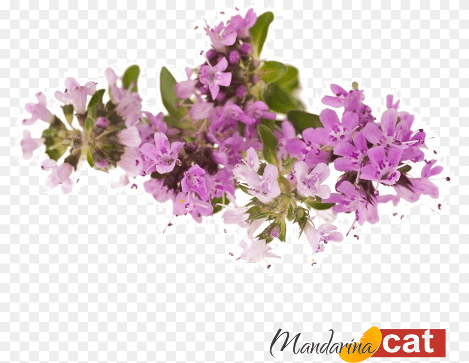 Cachos De Flores Thymes, Flower, Plant, Purple, Herbal Free Png