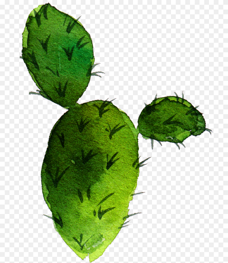 Cactaceae Barbary Fig Nopal, Plant, Leaf, Cactus Png
