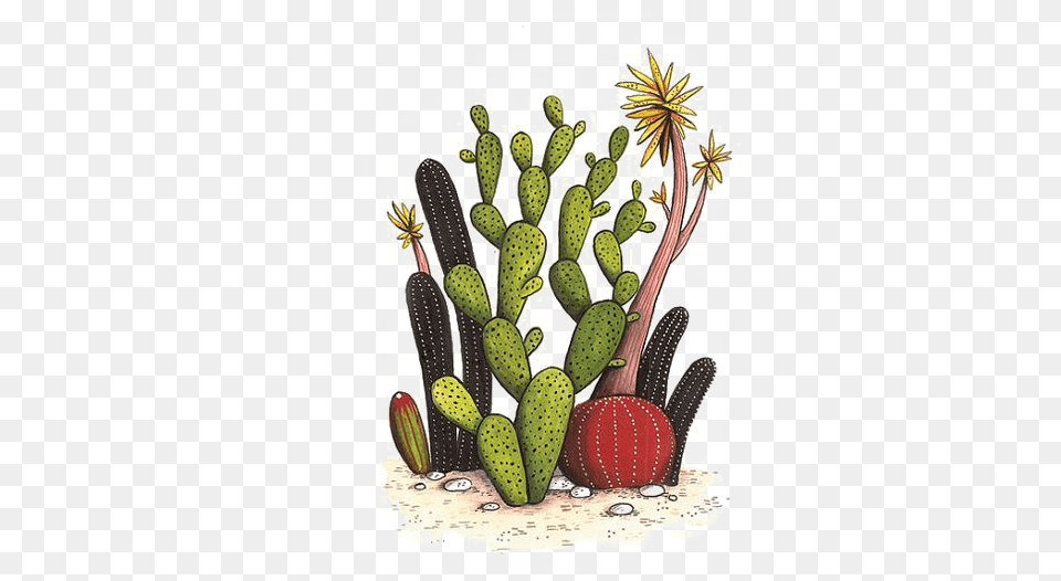 Cactaceae Drawing Watercolor Painting Succulent Plant Cactus Garden Illustration Free Png Download