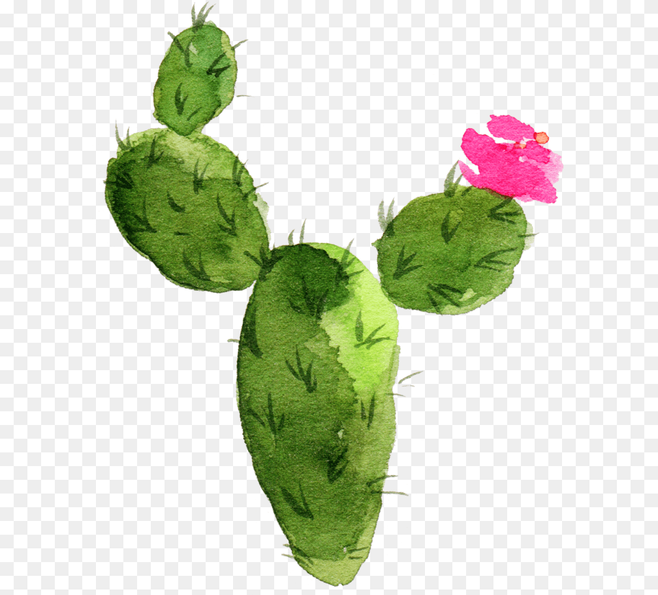 Cactaceae Painting Succulent Plant Prickly Pear Sen Cactus With Flower Drawing Free Png Download