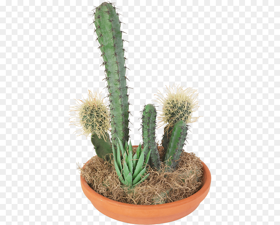 Cactaceae Succulent Plant Clip Art Cvetok V Gorshok Bez Fona, Cactus Png