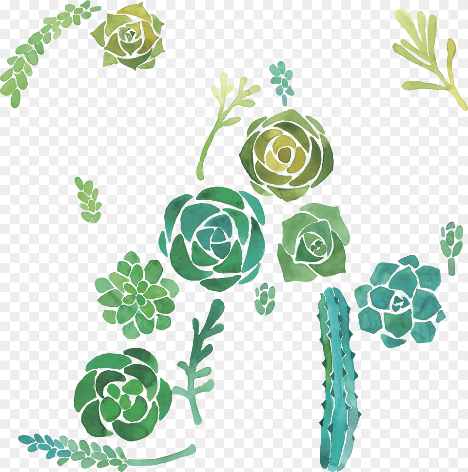 Cactaceae Watercolor Painting Succulent Plant Illustration Cactus And Succulents Background, Green, Rose, Flower, Pattern Free Png Download