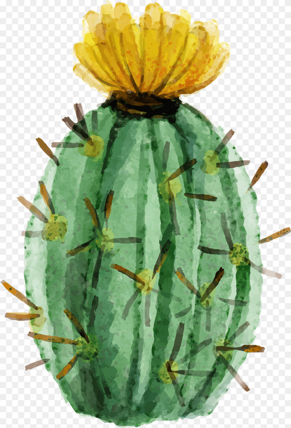 Cactaceae Watercolor Painting Succulent Watercolor Painting Cactus Flower, Plant, Person Png