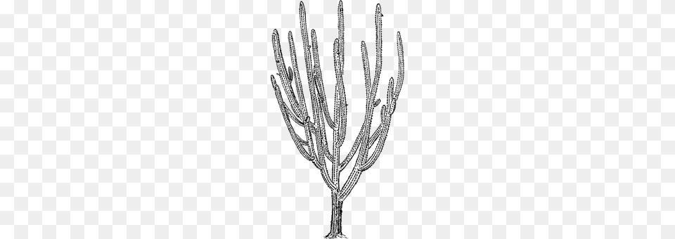 Cacti Gray Free Transparent Png