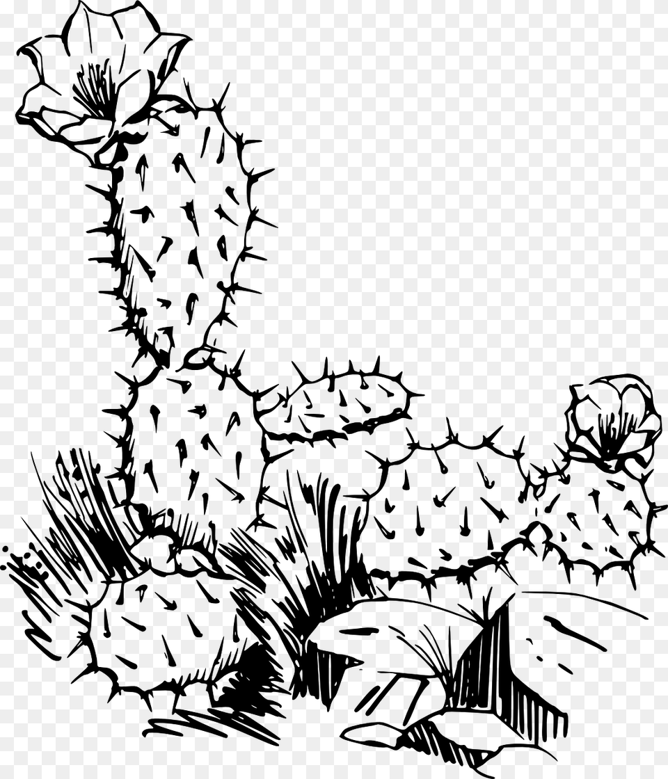 Cacti Black And White Clipart, Gray Free Transparent Png
