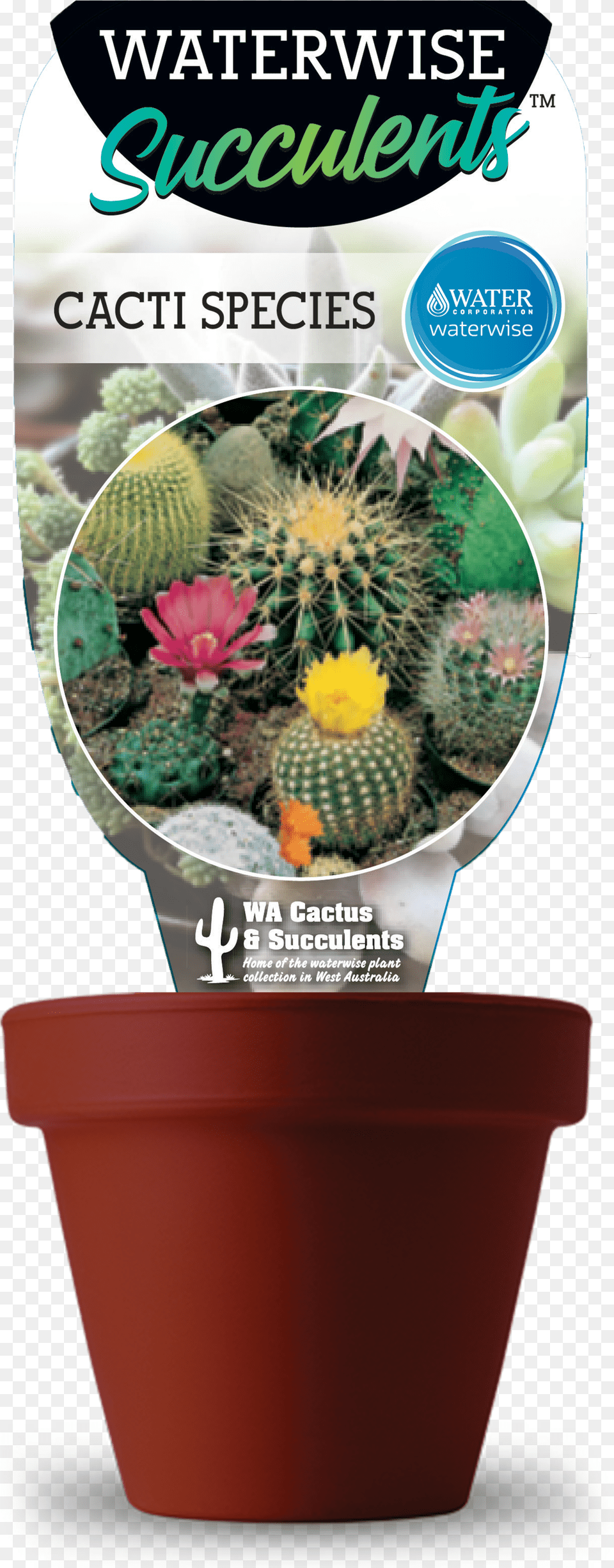 Cacti Cactos Ornamentais 15 Sementes Png Image