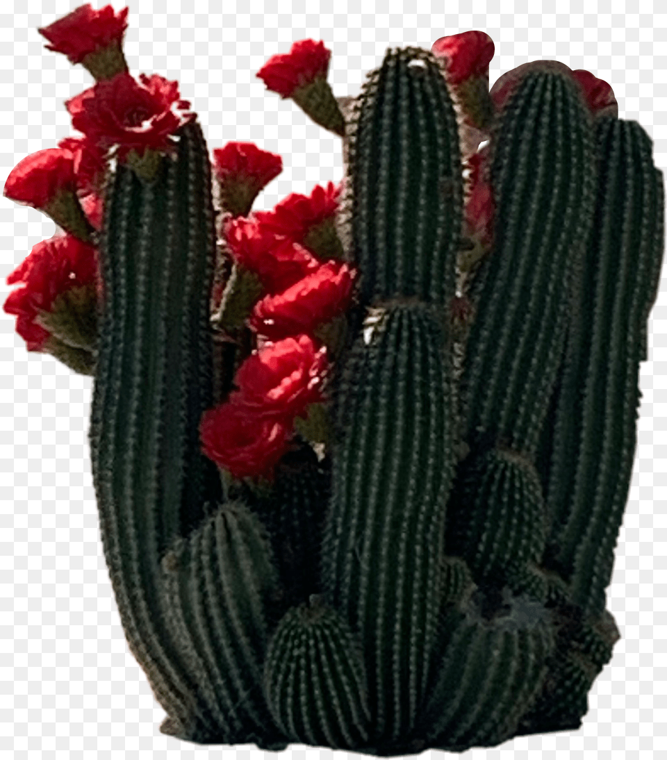 Cacti Cactus Cactuses Image By Rorolondoofficial Acanthocereus Tetragonus Free Png