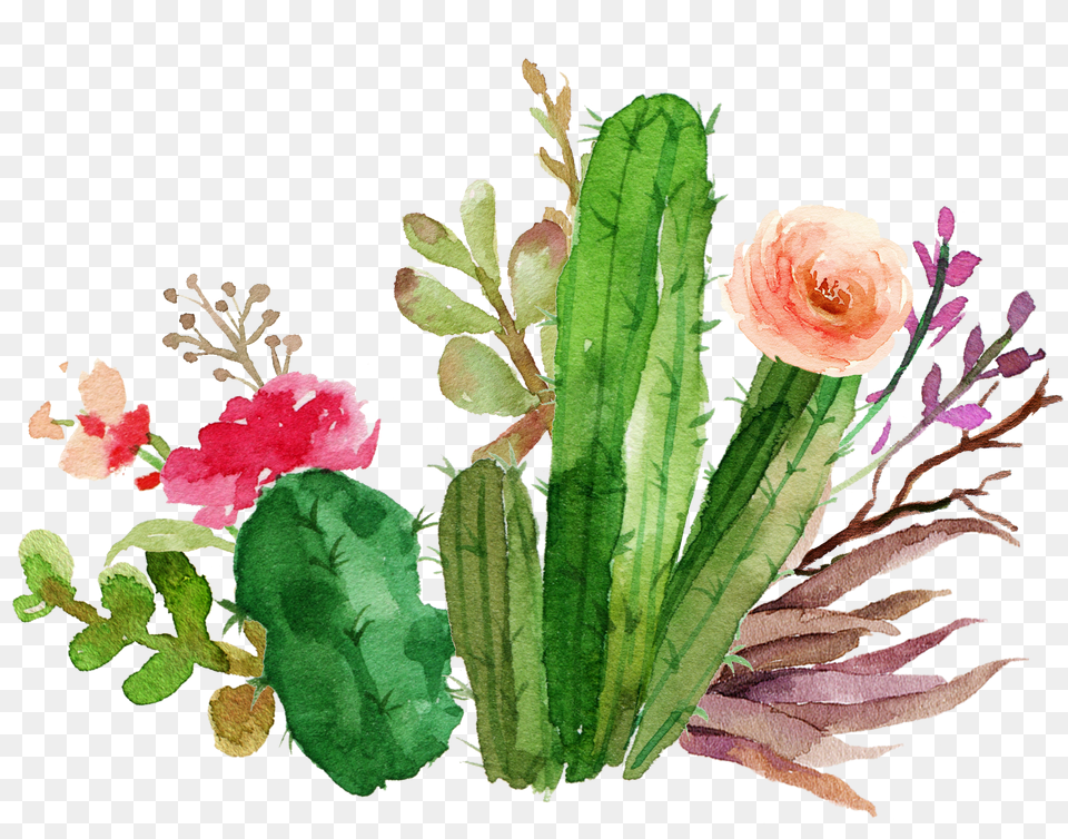 Cacti Cactus Succulent Flower Floral Watercolor Color, Plant, Rose, Flower Arrangement Free Png Download