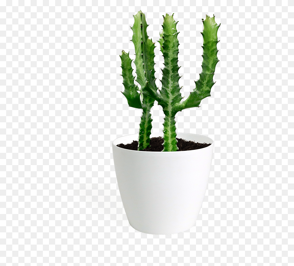 Cacti Succulents, Plant, Potted Plant, Cactus Png Image