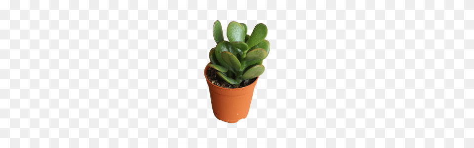 Cacti Succulents, Plant, Potted Plant, Leaf Png