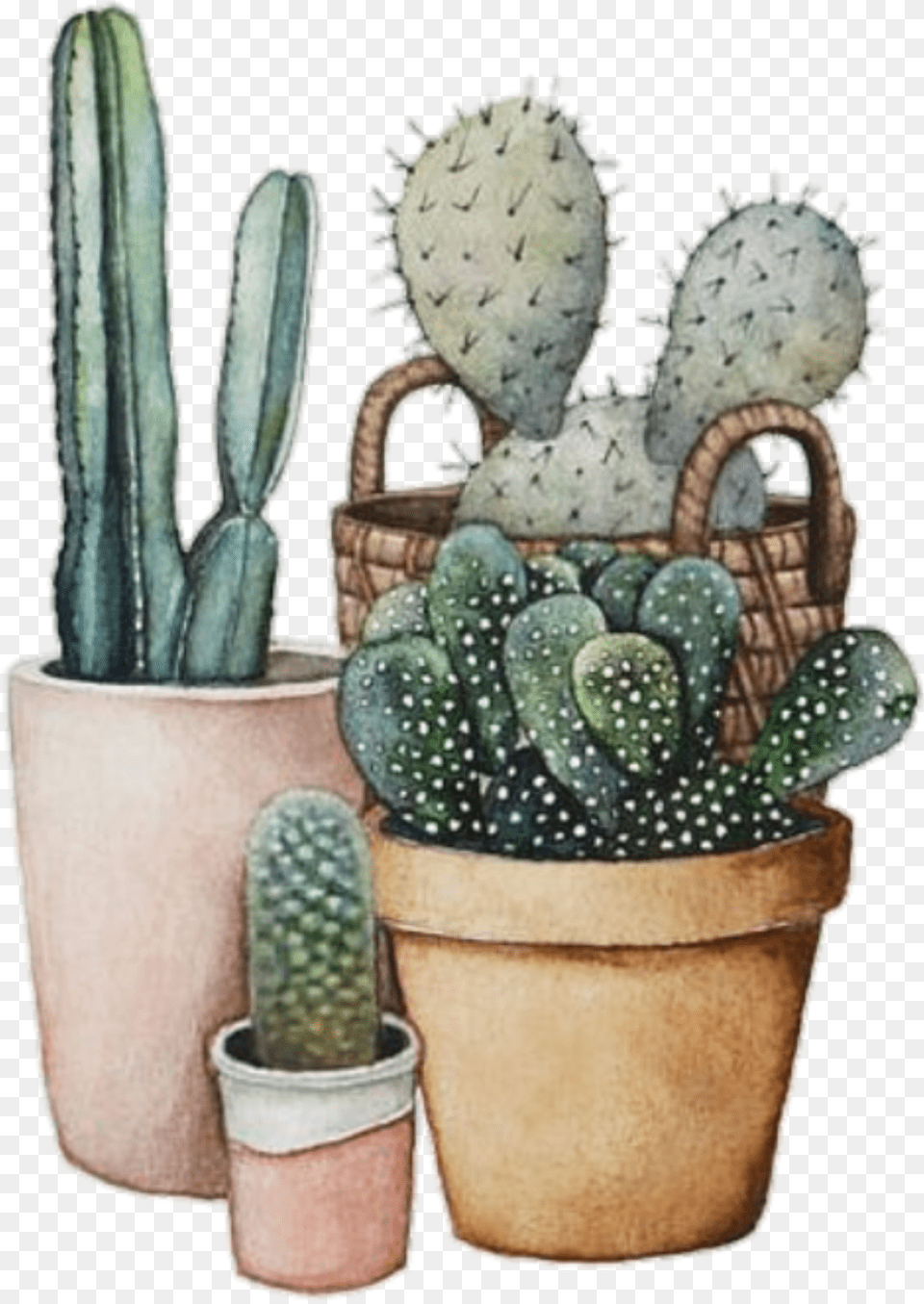 Cacti Tumblr Plant Drawing Friends Plants Are Watercolor Succulents In Cup, Cactus, Potted Plant Free Png Download