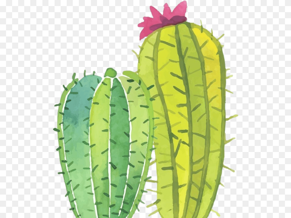 Cacto, Cactus, Plant Png Image