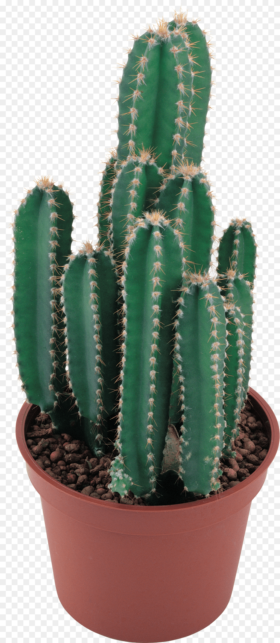 Cactus, Plant Free Transparent Png